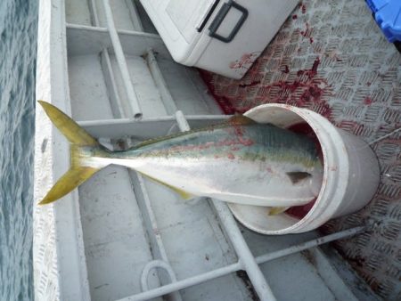 浅間丸 釣果