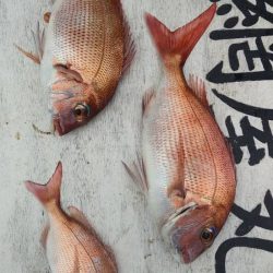 網屋丸 釣果