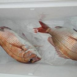 網屋丸 釣果