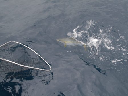 松鶴丸 釣果