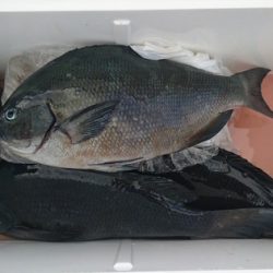 しば渡船 釣果