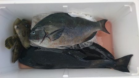 しば渡船 釣果