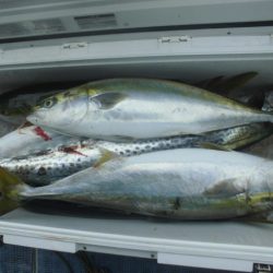 まとばや 釣果