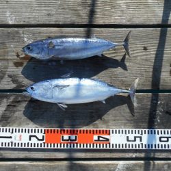 こかわ渡船　雅丸 釣果