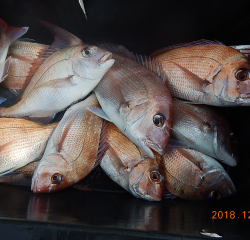 作十丸 釣果