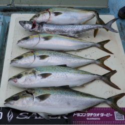 はらまる 釣果