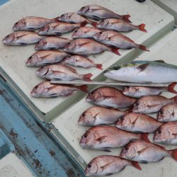 はらまる 釣果