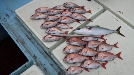 はらまる 釣果