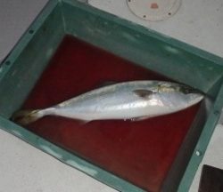 えすぽあ 釣果