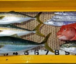 火遠理丸（ほおりまる） 釣果