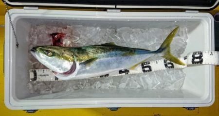 火遠理丸（ほおりまる） 釣果