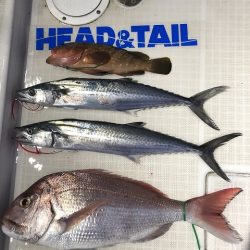 剣 釣果