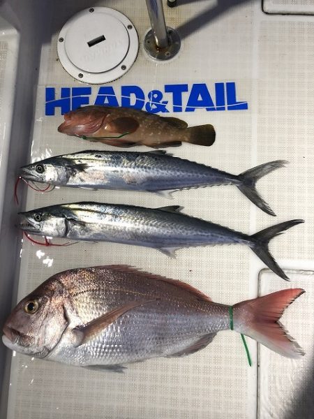 剣 釣果