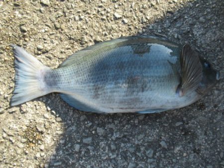 濱田渡船 釣果