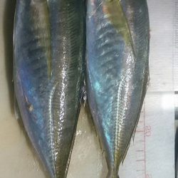 宝昌丸 釣果