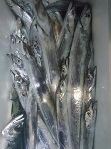 舵丸 釣果