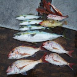 小海途 釣果