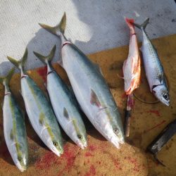 小海途 釣果