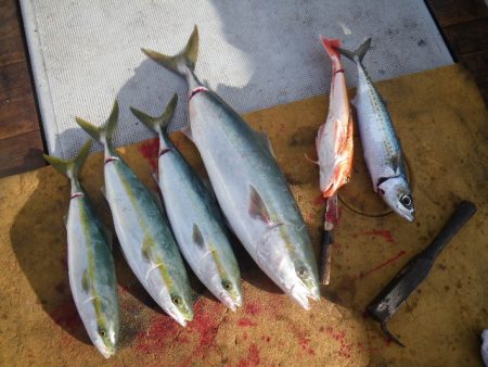 小海途 釣果