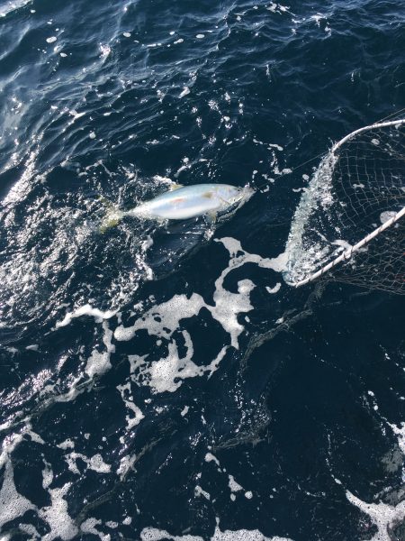 松鶴丸 釣果