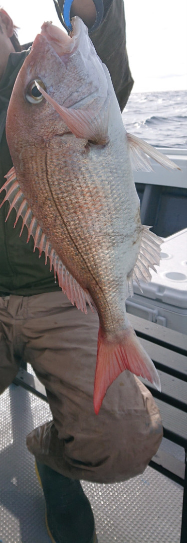 だて丸 釣果