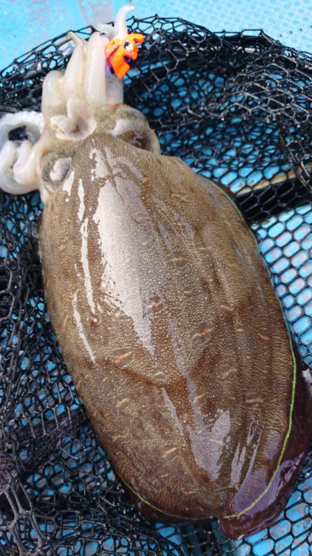 シースナイパー海龍 釣果