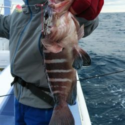 新幸丸 釣果