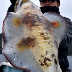 渡船屋たにぐち 釣果