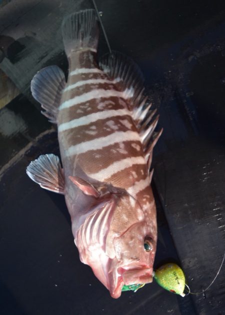 渡船屋たにぐち 釣果