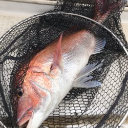 龍神丸（鹿児島） 釣果