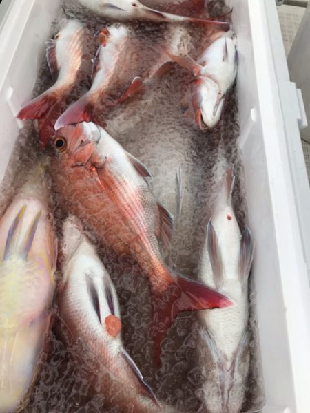 龍神丸（鹿児島） 釣果