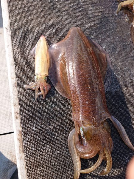 ブルースフィッシングサービス 釣果