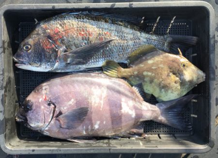 渡船屋たにぐち 釣果