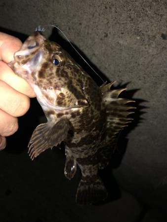 鳴門でメバリング