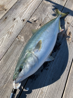 釣堀紀州さんにて