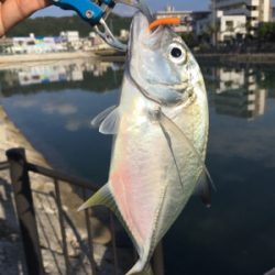 朝の河川で短時間でも連発‼︎