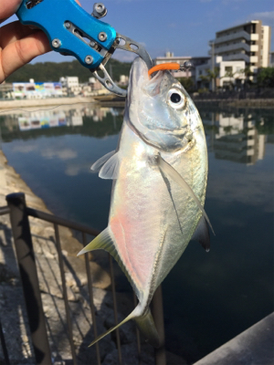 朝の河川で短時間でも連発 沖縄 その他ルアー釣り ハタ 陸っぱり 釣り 魚釣り 釣果情報サイト カンパリ