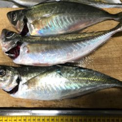 半年ぶりの釣り