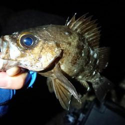 新年釣り初めメバリング