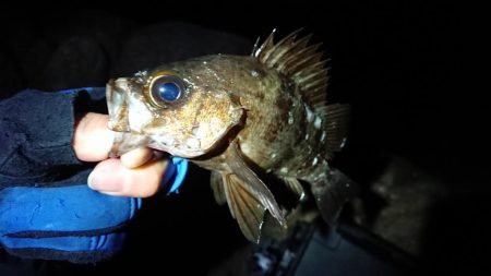 新年釣り初めメバリング