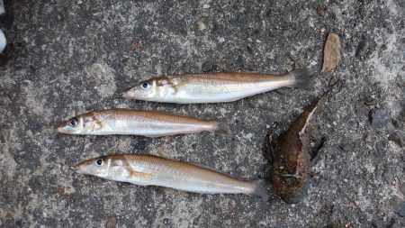 播磨新島でキス釣り