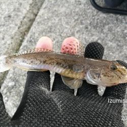 【釣り】泉佐野市、佐野漁港釣行 （小雨降る漁港で ハゼ釣果）