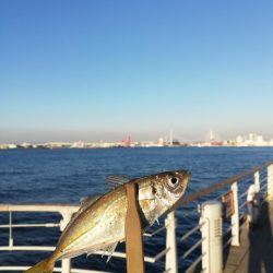 サビキポツポツ、タチウオボウズ