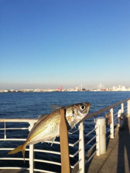 サビキポツポツ、タチウオボウズ