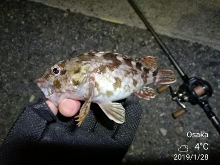 南港フェリーヘチ釣り （寒い！渋い！ガシラ 他 釣果有り）