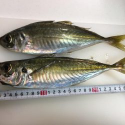 サビキ初釣り