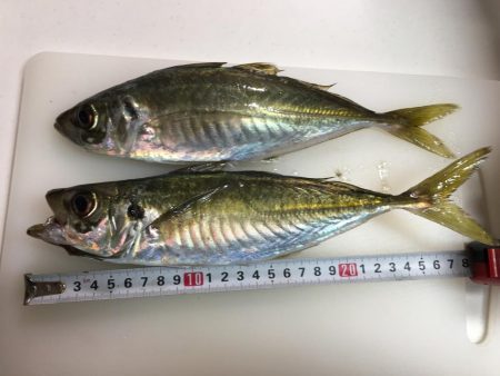 サビキ初釣り