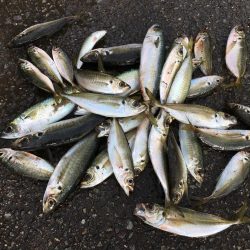 サビキ釣りコアジ30匹、コサバ3匹