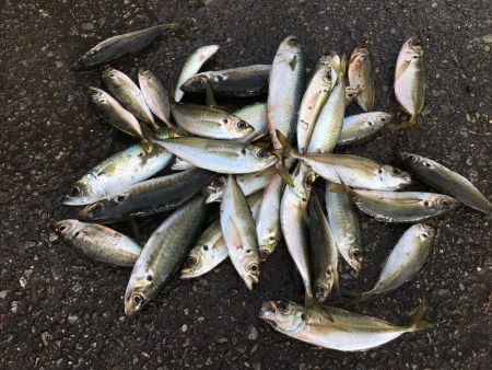 サビキ釣りコアジ30匹、コサバ3匹