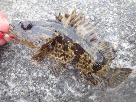 釣り初め（投げ釣り）